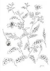 Undersökning om humlor och vildblommor