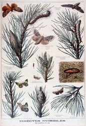 Skadliga insekter: fjärilar och nattfjärilar som skadar tallar, 1897
