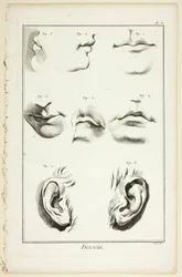 Design: Facial Anatomy från Encyclopédie