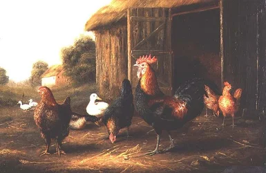 Kycklingar och ankor på en gård