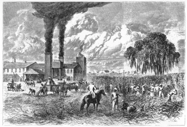 Sockerplantage, New Orleans, 1870.
