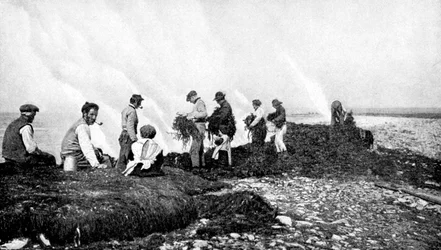 Brinnande tång för kelp, Aran Islands, Irland, 1922.