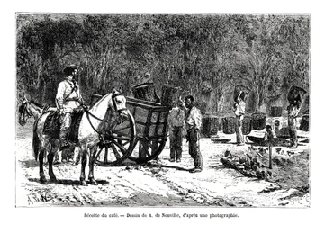 Skördar kaffet, Brasilien, 1800-talet