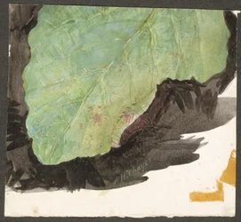 Heterocampa Biundata, Walker, studie för boken Concealing Coloration in the Animal Kingdom