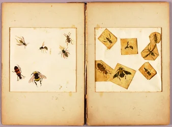 INSEKTEN--Farbig (Beste Hummeln...), Studienmappe für das Buch Concealing Coloration in the Animal Kingdom