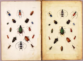INSEKTER - Färgade skalbaggar, landskap, studiemapp för boken Concealing Coloration in the Animal Kingdom