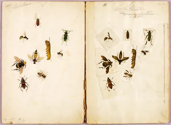 Insekter - färglagda, studiemapp för boken Concealing Coloration in the Animal Kingdom