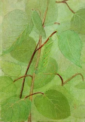 Sphinx Caterpillar, studie för boken Concealing Coloration in the Animal Kingdom, n.d.