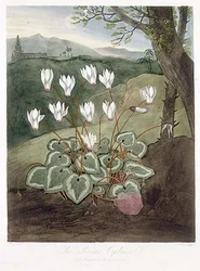 Den persiska Cyclamen, graverad av Elmes, från "The Temple of Flora" av Robert Thornton, pub. 1804 (lito i färg)