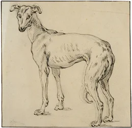 Vinthund