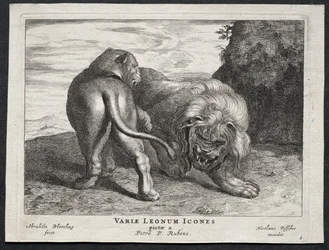 Olika Lions
