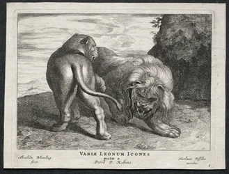 Olika Lions.