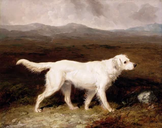 Charles Bretts vita engelska setter 