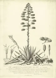 Blommande amerikansk aloe, 1757 The American Aloe of Clusius, or the Agave of Linnaeus (...) Have Bloomed in the Summer of the Year 1757 av Jac: Schuurmans Stkehooven, Florist in Leiden (titel på objekt)