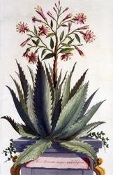 Aloe Serrata major umbellifera, från 