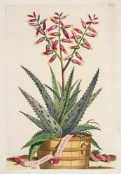 Aloe Vera Costa Spinosa, från 