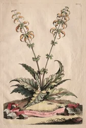 Phytographia Curiosa: The Greater Indian Horminus