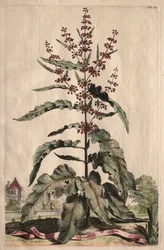 Nyfiken fytografi: Lapathum Longifolium Curlum