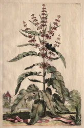 Nyfiken Phytographia: Lappathum Longifolium Crispum.