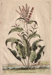 Nyfiken Phytographia: Lapathum Identificationum Antiquorum.