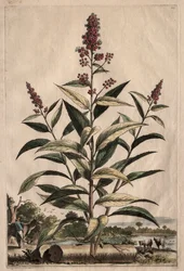 Nyfiken Phytographia: Spiraea Theophrastus
