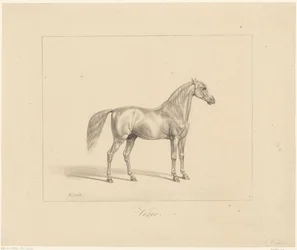 Arabisk hingst Vézir (titel på objekt)