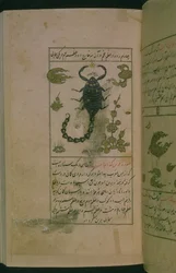 Stjärnbilderna i zodiaken: Skorpionen, skorpionen, från Talim dar marifat i taqvim, 1498 (903 Hijra) (bläck)