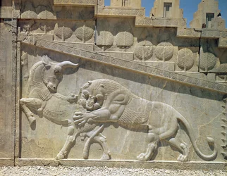 Lejon som kämpar med en tjur, relief på Apadanas östra trappa, akemenidisk period, ca 515