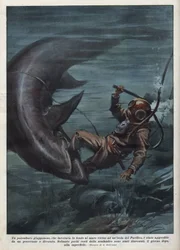 En japansk dykare med en scaphandler slukades av en haj i Stilla havet. Illustration av Achille Beltrame från "La domenica del corriere"" av 1937-08-08.