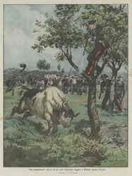 En spännande jakt på en argentinsk tjur som flydde till Rifredi, nära Florens