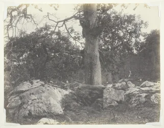 Skog och klippor, Fontainebleau