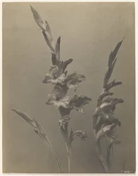 [Gladiolus]