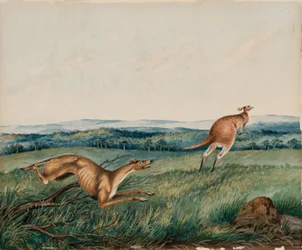 Hund som jagar en känguru