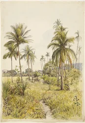 Palmer, Colima (akvarell)