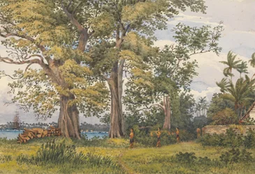 "Apia Bay, Upolu, Navigatörsöarna, [Samoa] från verandan i min sjukstuga, 6 november 1849