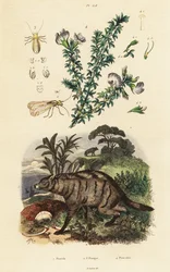 Aardwolf, arabisk ärta och lus.