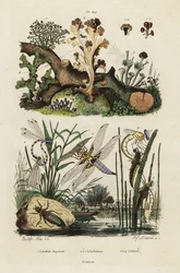 Chaser, skimmer och lavar., 1834-1839 (gravyr)