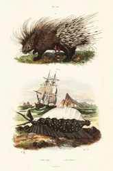 Crested porcupine och tiger cowrie.