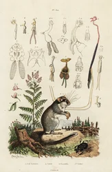 Dormus, copepoder och skalbagge. ,1834-1839 (gravyr)