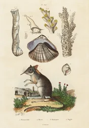 Elefantsmössa, mussla och koraller., 1834-1839 (gravyr)