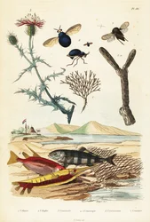 Snapweed, fisk och skalbaggeflugor.,1834-1839 (gravyr)