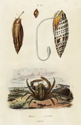 Geringsskal och grön klängande krabba., 1834-1839 (gravyr)