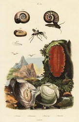 Ostron, spindelgeting och snigel.
