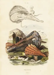 Pennskal eller fläktmusslor. ,1834-1839 (gravyr)