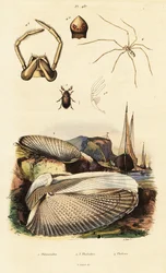 Piddock, mussla, skalbagge och spindel.