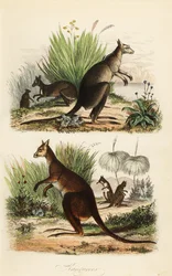Röd känguru, Macropus rufus (nederst), östlig grå känguru, Macropus giganteus (överst till höger) och mörk wallaby, Thylogale brunii (överst till vänster)