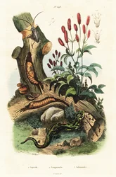 Salamander, skalbagge och stor burnet.