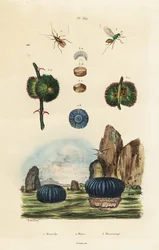 Sjöanemon och insekter., 1834-1839 (gravyr)