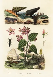 Trumpetsniglar, soldatbaggar och Clidemia., 1834-1839 (gravyr)
