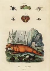 Valross och flugor. ,1834-1839 (gravyr)